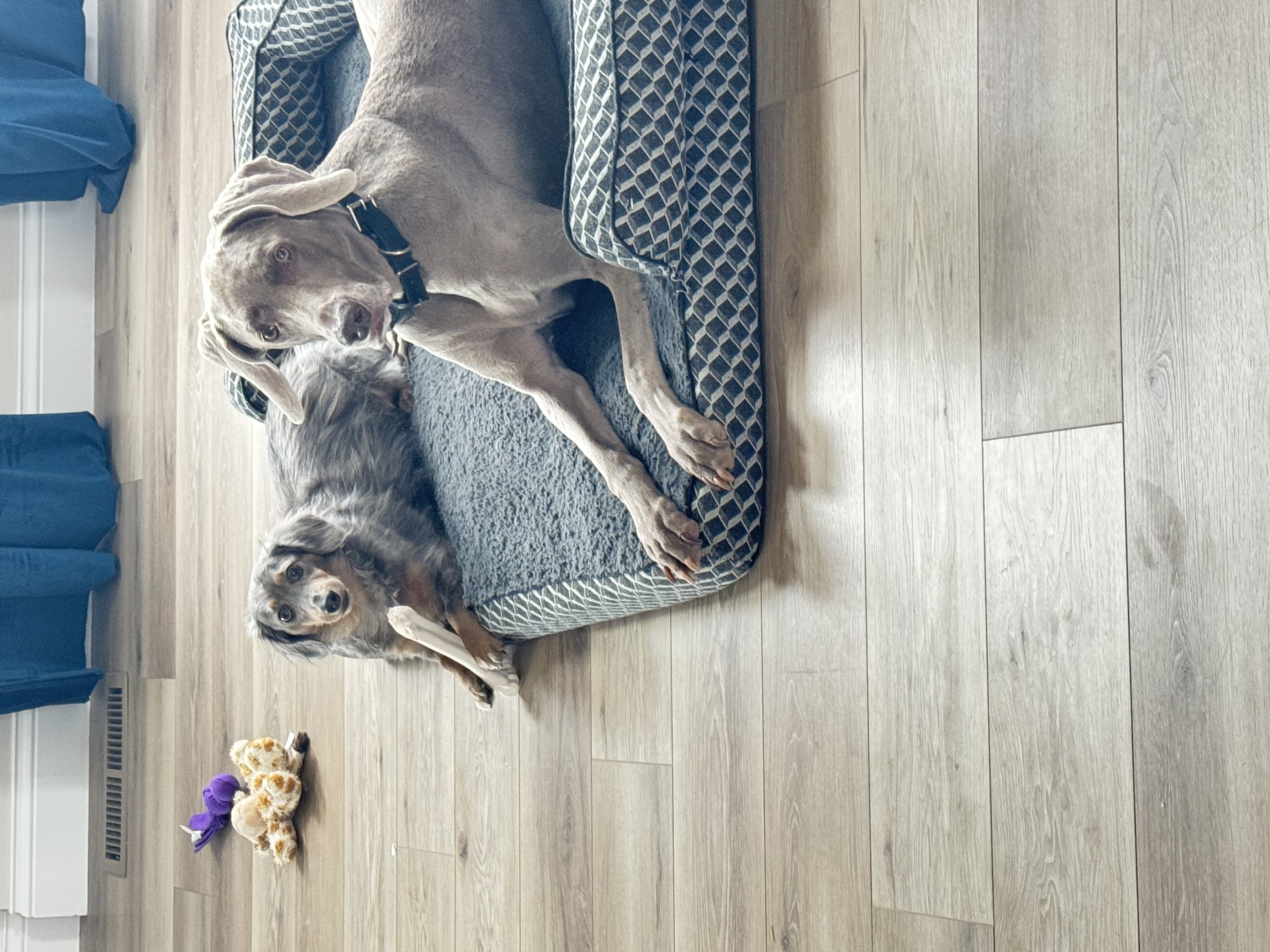 Belle the Weimaraner - Chief Nap Officer